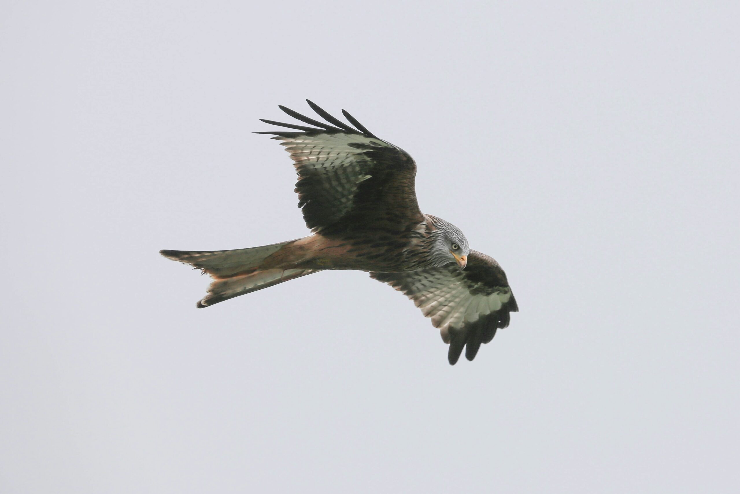 Protection of raptors involves collaboration across borders